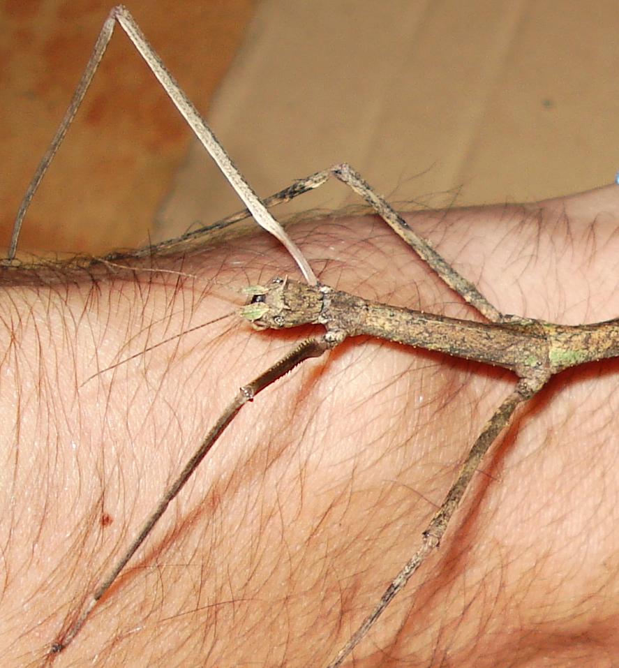 Insecto palo cabeza