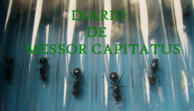 TITULO PARA MI DIARIOS DE MESSOR CAPITATUS