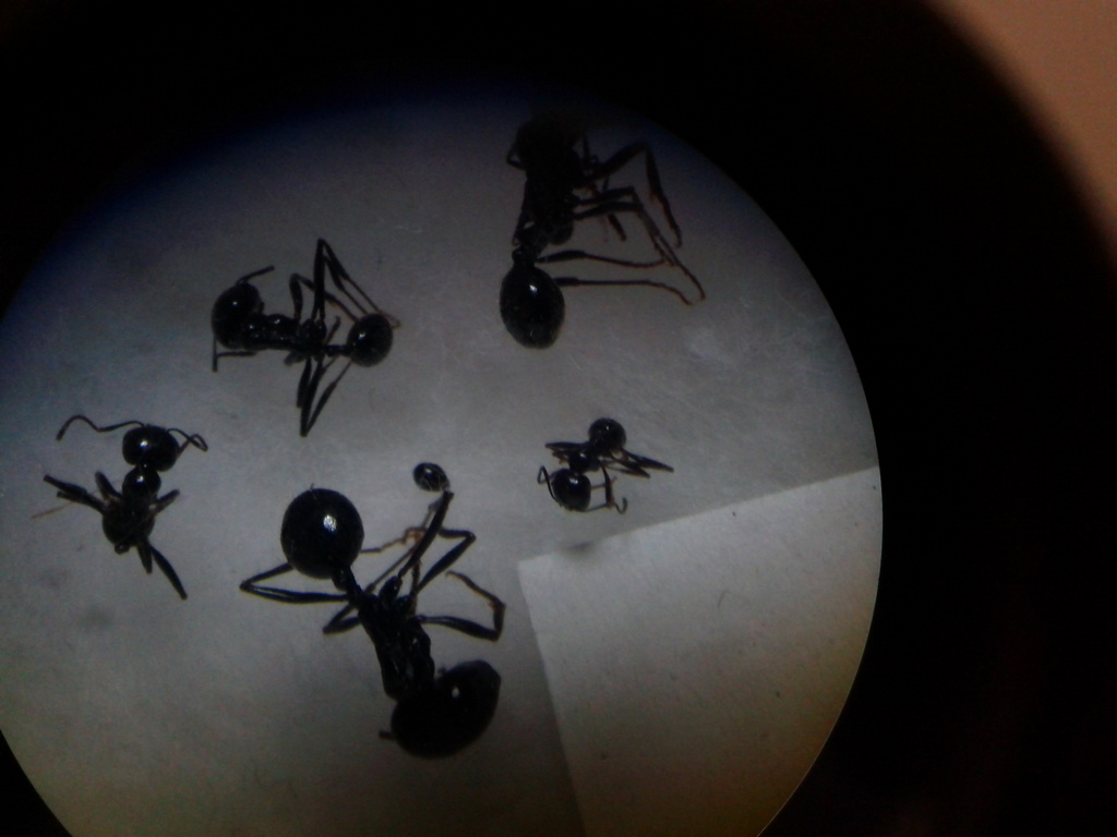 messor sp