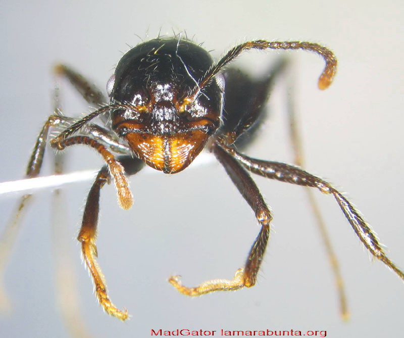 muestra-45-02