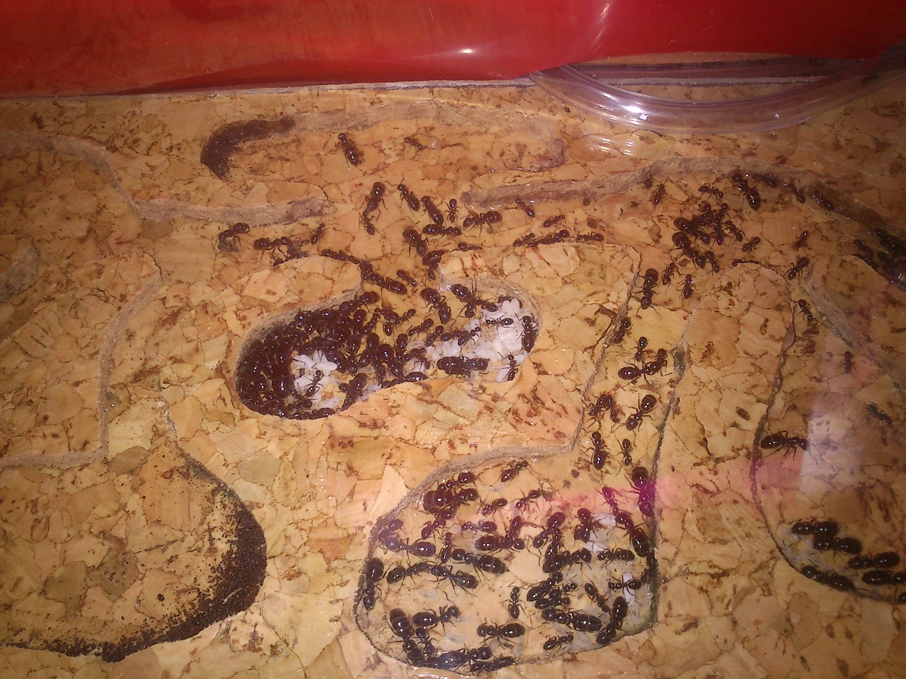 Camponotus Piceus