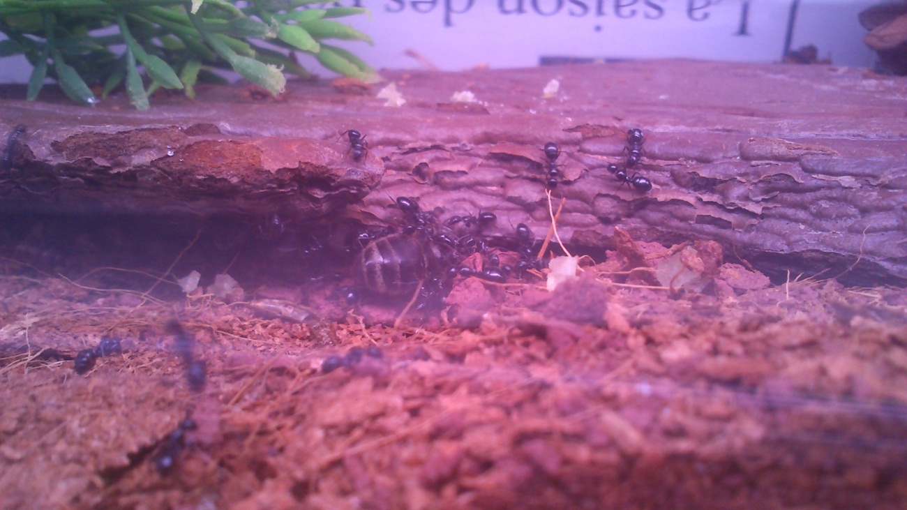 Camponotus Piceus