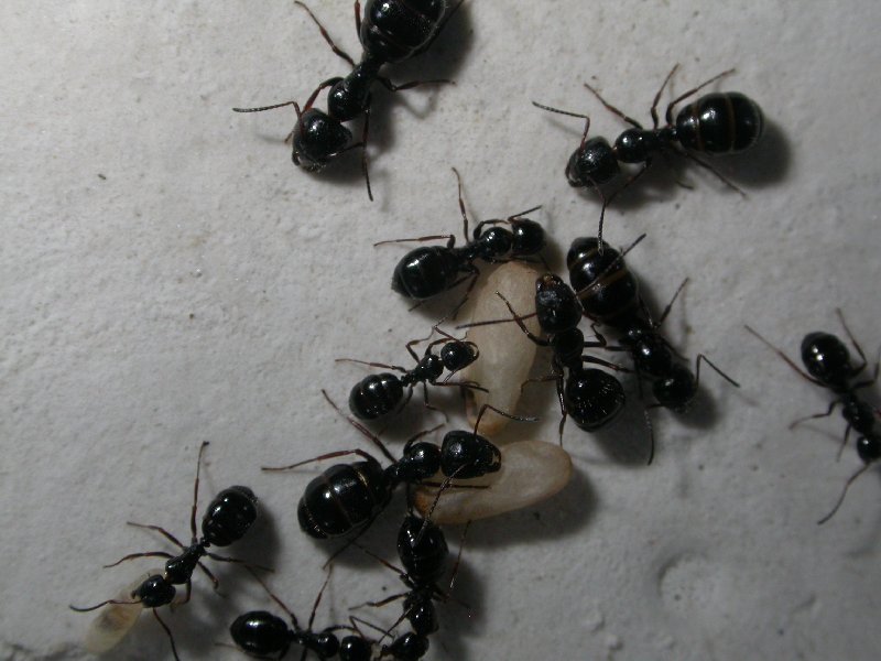 camponotus piceus