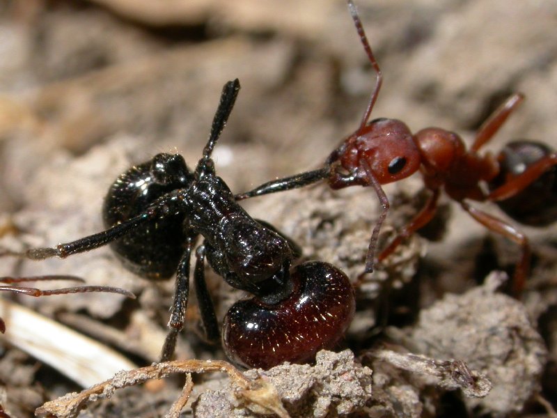formica