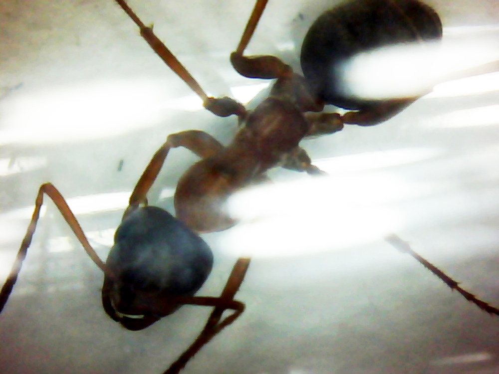 posible sanguinea