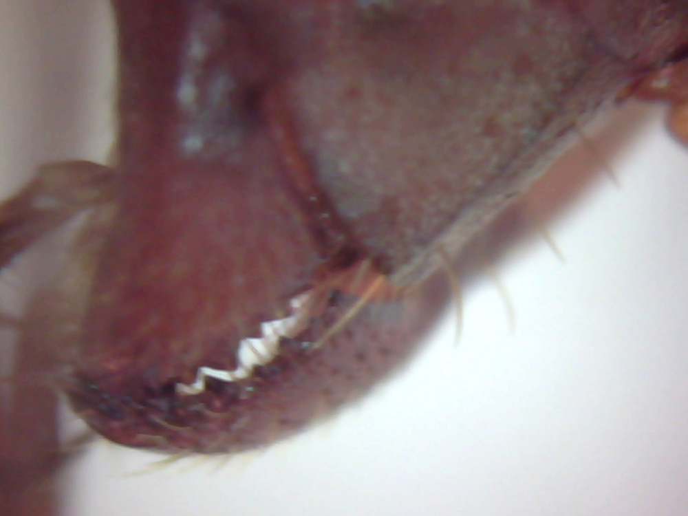 posible sanguinea 4