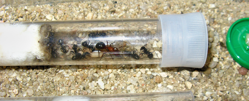 capullos de sanguinea