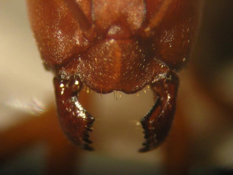 Detalle del cl�peo de Formica sanguinea.