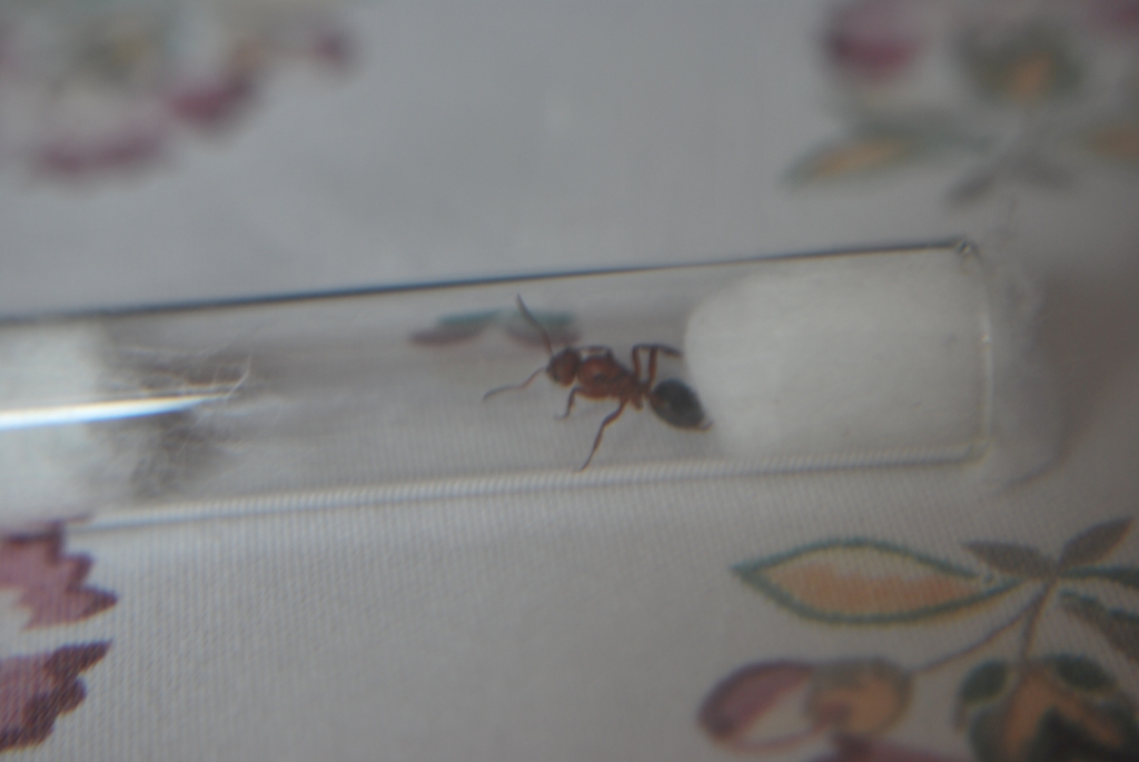 Reina sanguinea en tubo