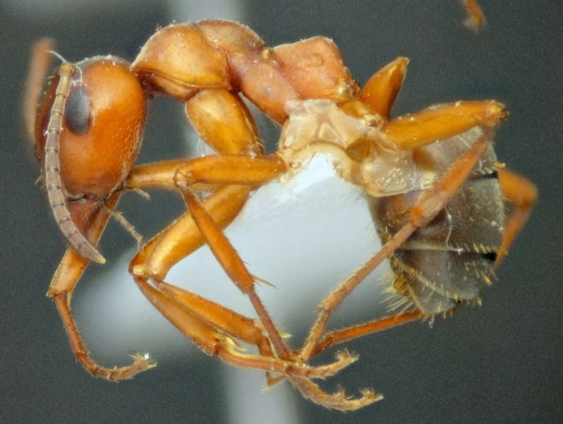 1.F.sanguinea