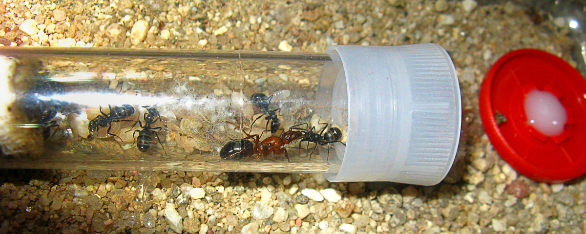 trofalaxia sanguinea fusca