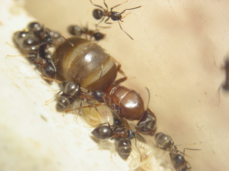 lasius emarginatus