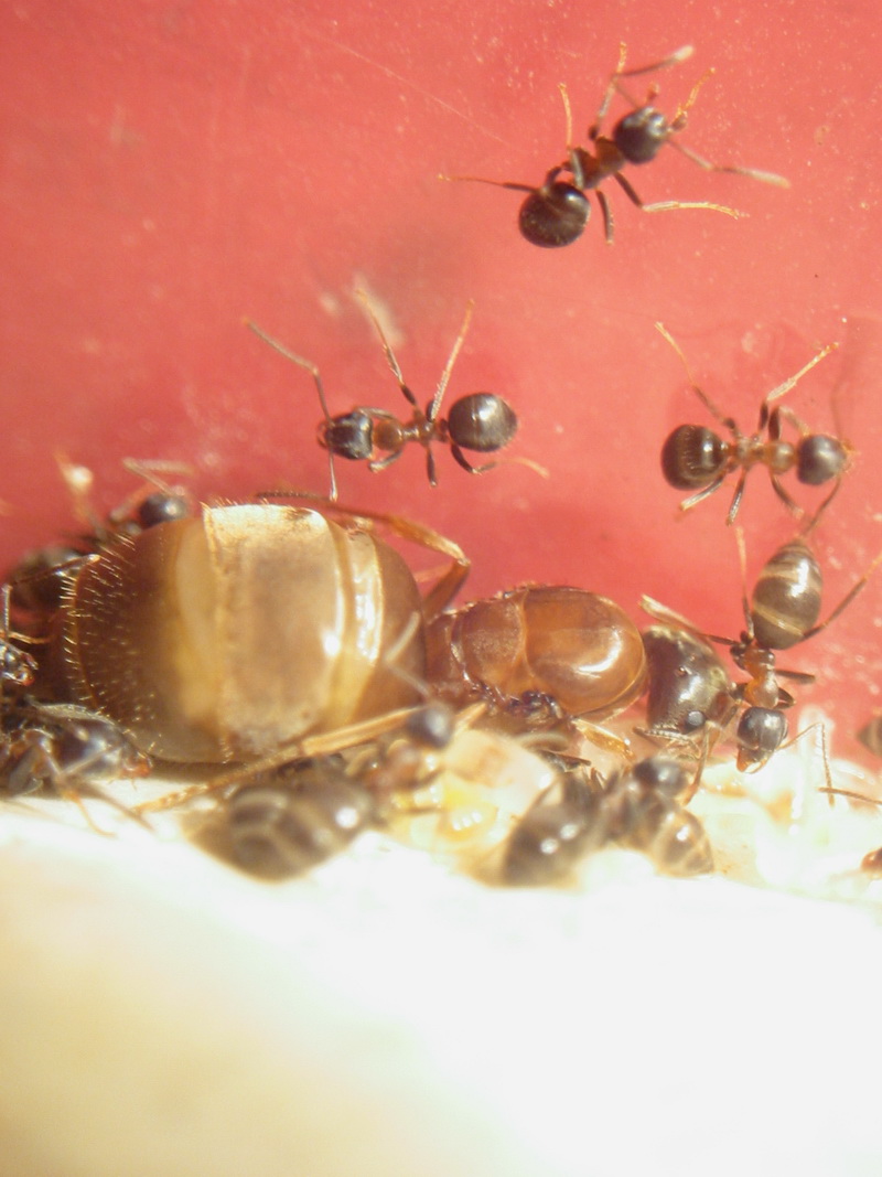 lasius emarginatus