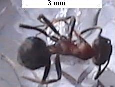 Obrera Lasius emarginatus