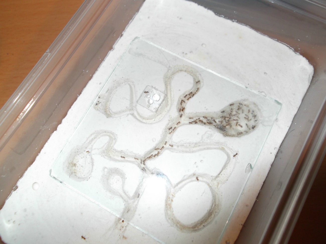 lasius emarginatus de cadiz