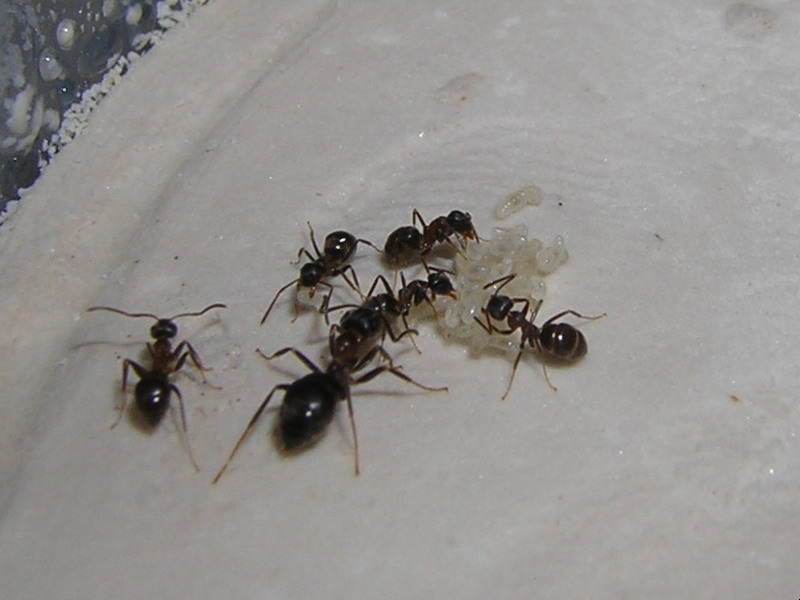huevos y larvas de lasius emarginatus