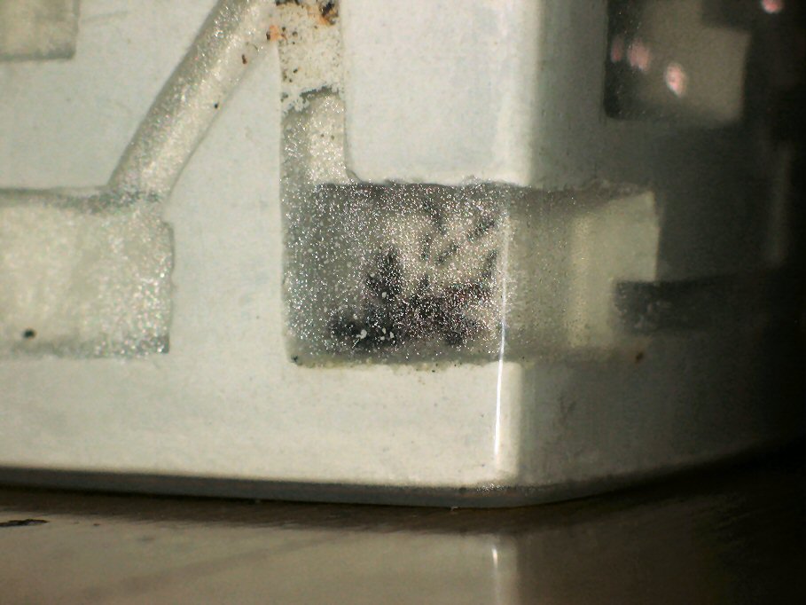 Lasius emarginatus