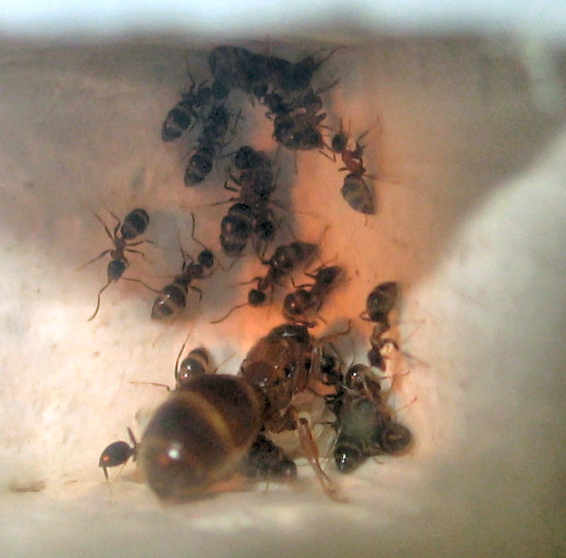 Lasius emarginatus