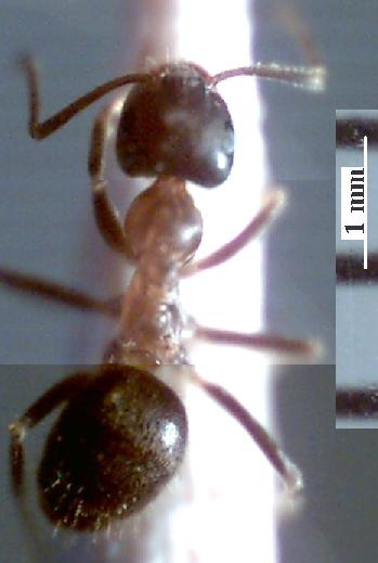 Lasius emarginatus obrera
