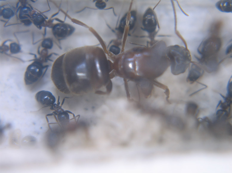L. emarginatus1