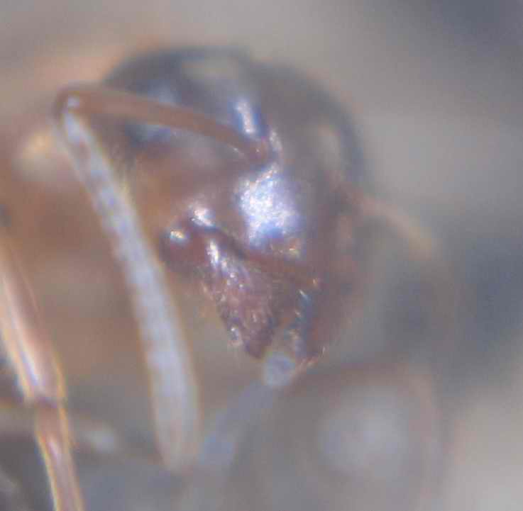 L. emarginatus5