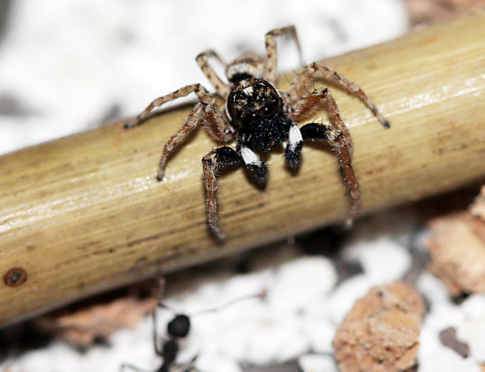 Phidippus audax
