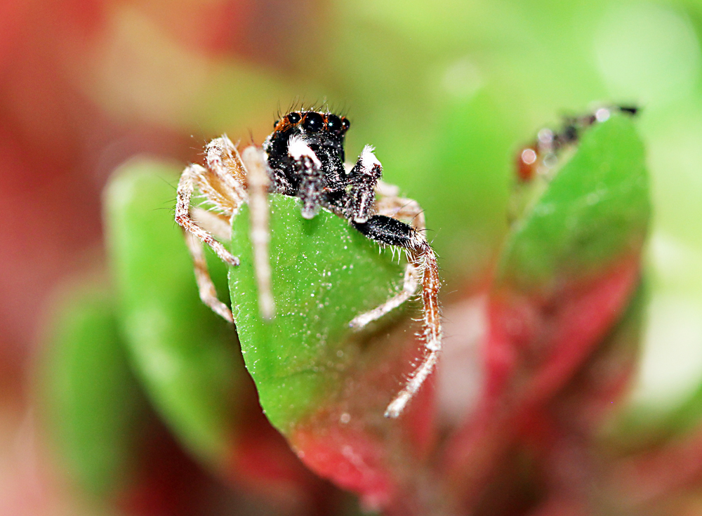 Phidippus audax