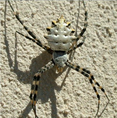 Argiope lobata