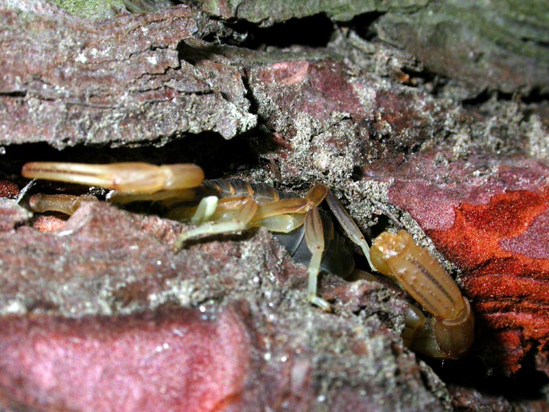 escorpion en jarapalos mijas