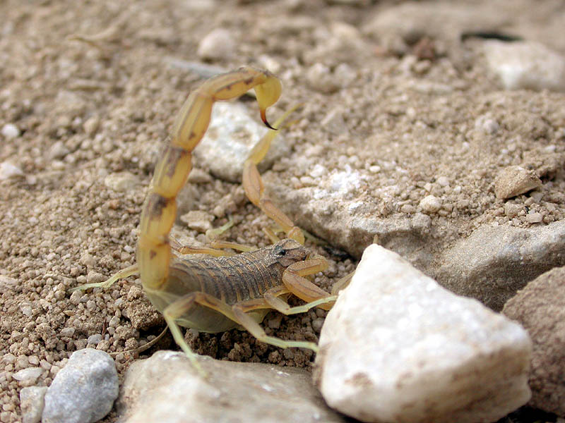 escorpion, Sierra de Mijas