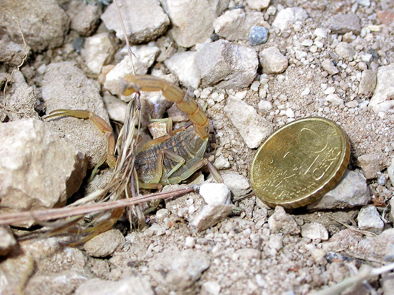 escorpion, Sierra de Mijas