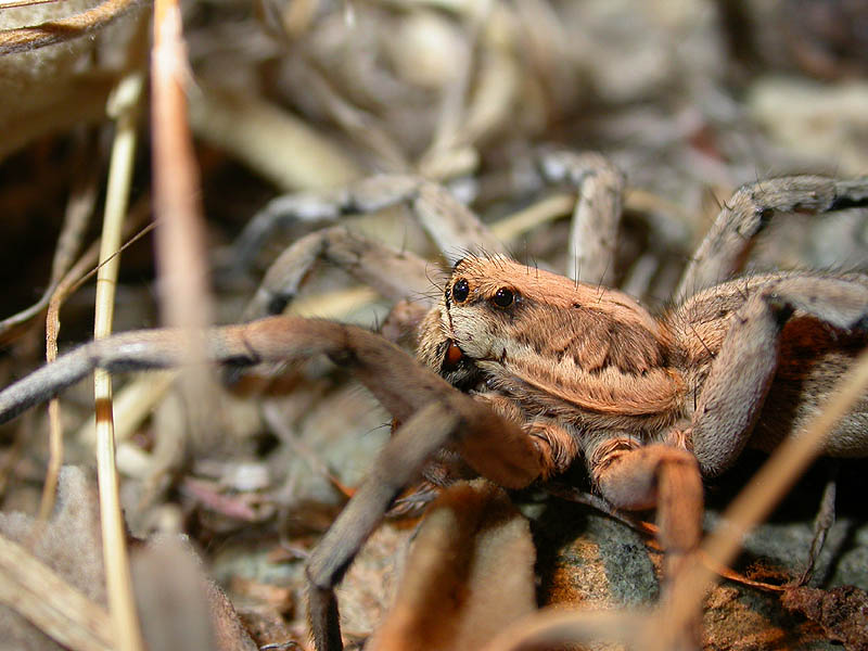 Lycosa tarentula, Fuengirola