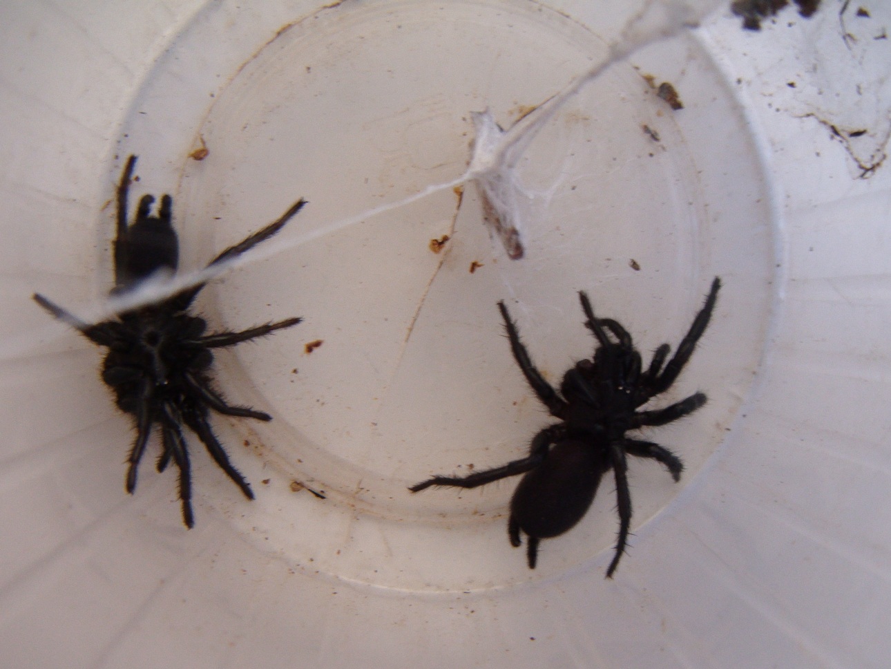 tarantulillas.