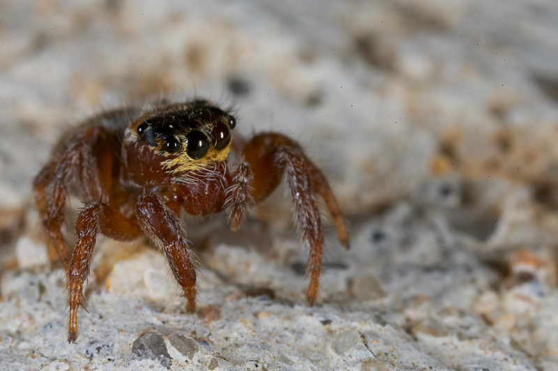 ara�a probando el canon MP-E 65mm macro