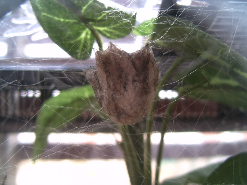 Argiope lobata (bolsa de huevos)