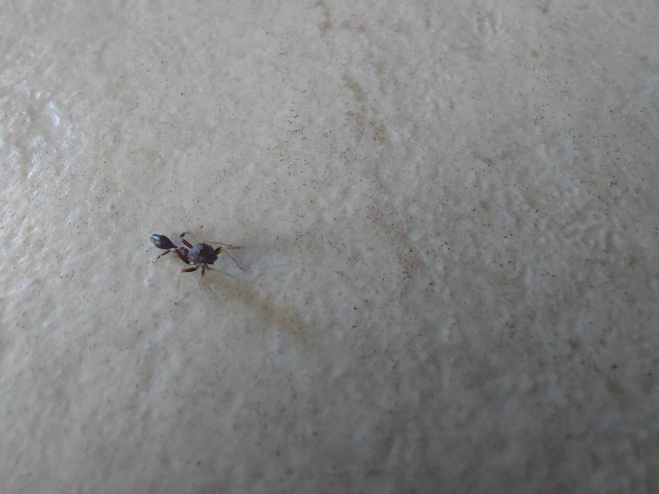 Synemosyna aurantica