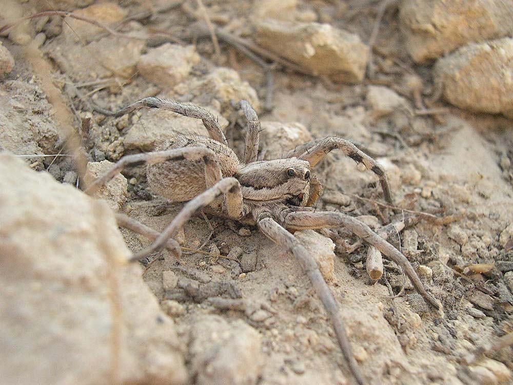 Lycosa tarentulla
