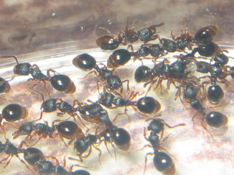 colonia de myrmecina Graminicola
