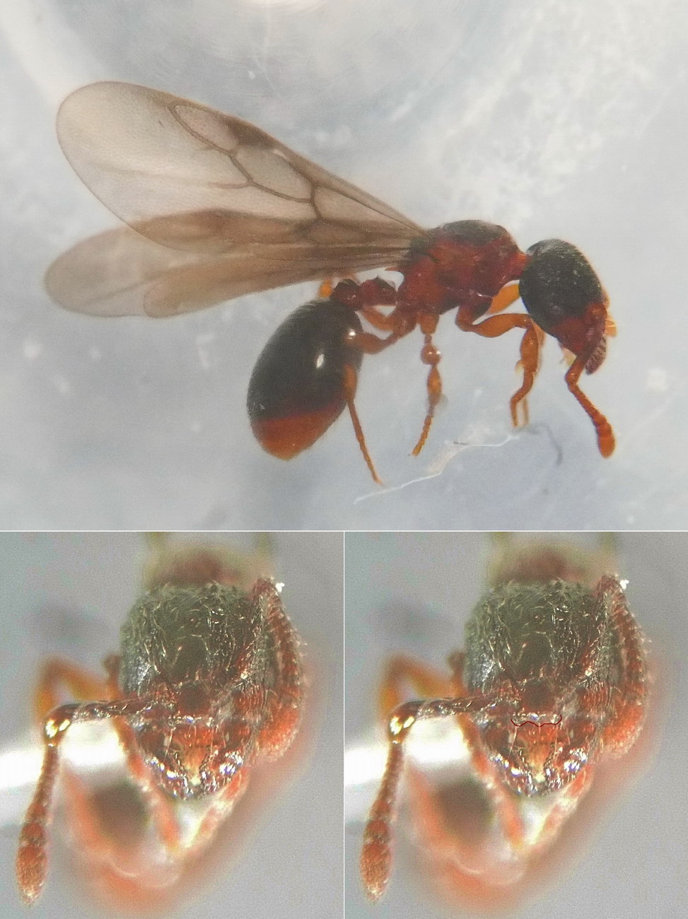 Myrmecina graminicola 20150803 r MTm