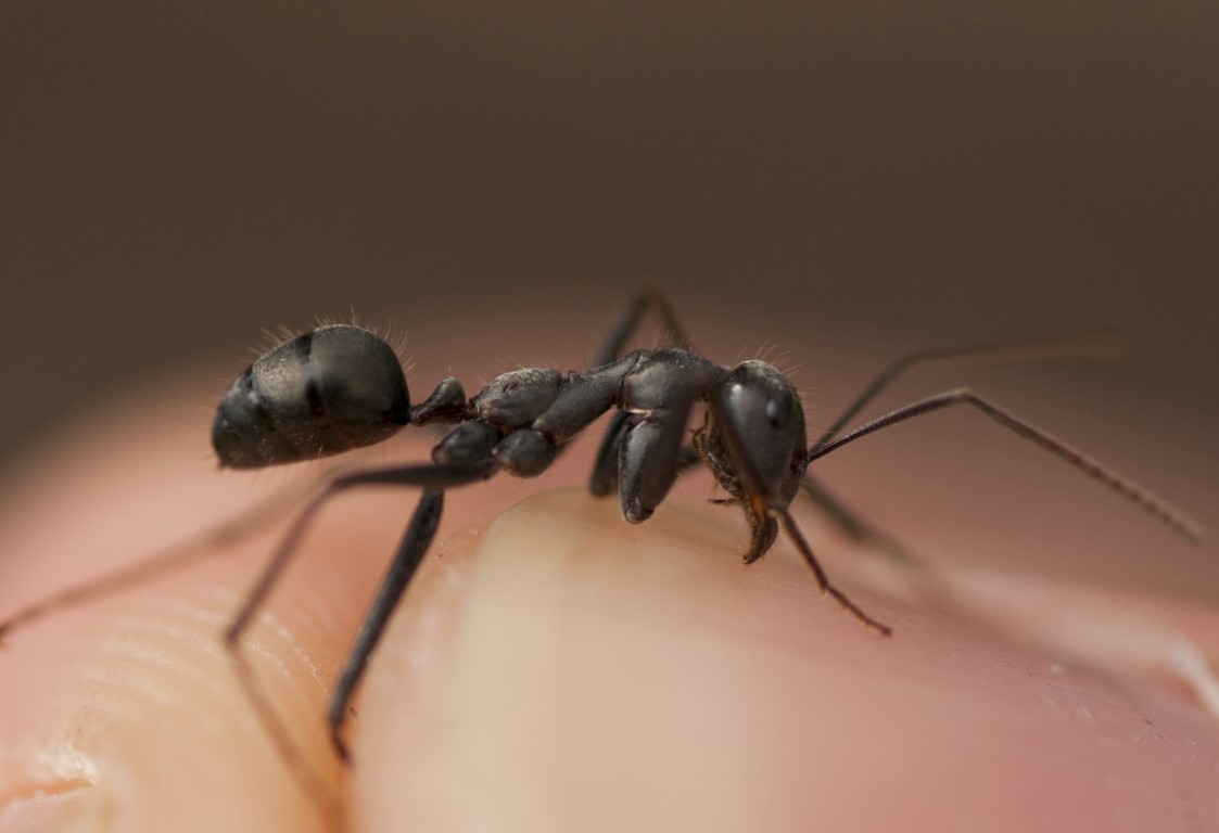 Camponotus2