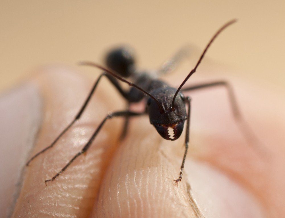 Camponotus6