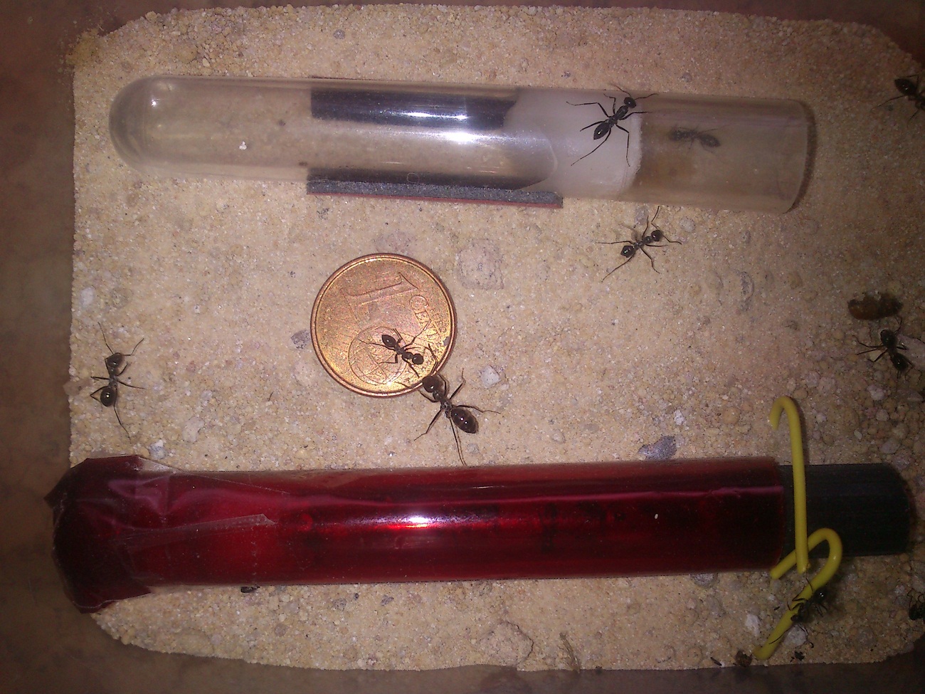 Alilibo Catas 9