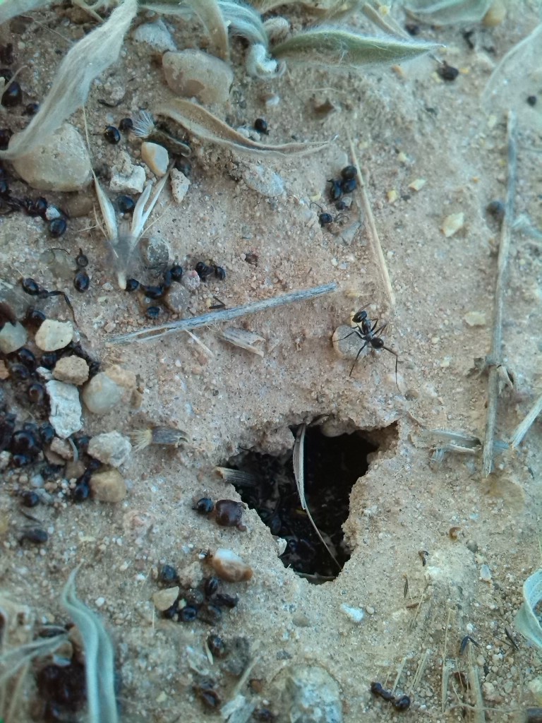 H.NaturalCataHis1