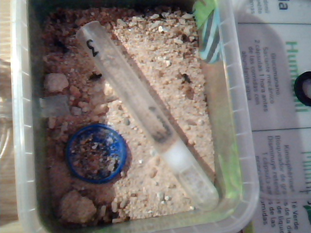Alilibo Catas 15