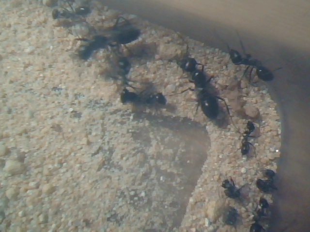 Alilibo Catas 20