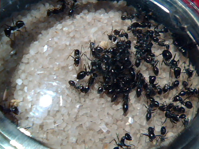 Alilibo Catas 25