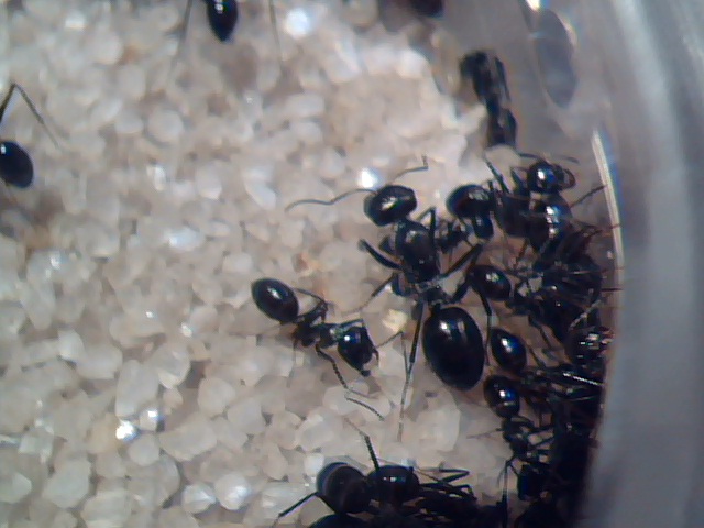 Alilibo Catas 26