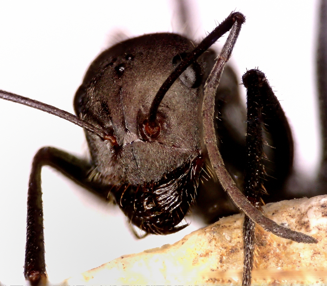 C. hipanicus
