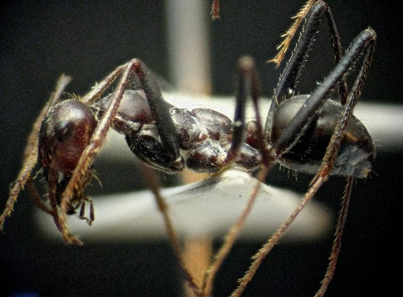 Cataglyphis hispanicus