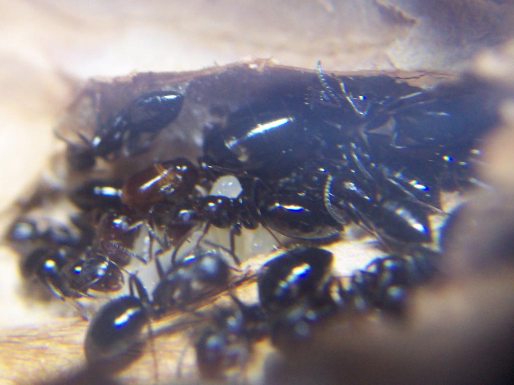 Camponotus truncatus